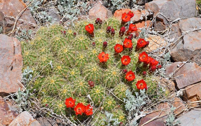 Scarlet Hedgehog Cactus is a compact cactus that has 20 to 100 stems. This species is found in elevations from 4,000 to 9,000 feet. Preferred habitats include bajadas, rocky slope and cliffs. Echinocereus coccineus Scarlet Hedgehog Cactus is a compact cactus that has 20 to 100 stems. This species is found in elevations from 4,000 to 9,000 feet. Preferred habitats include bajadas, rocky slope and cliffs. Echinocereus coccineus